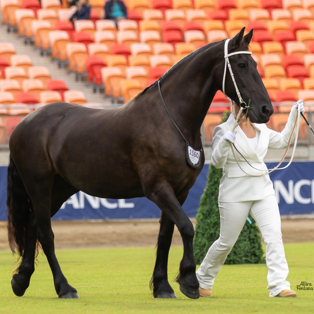 Nynke Van Gelder at Sydeny Royal Show 2024